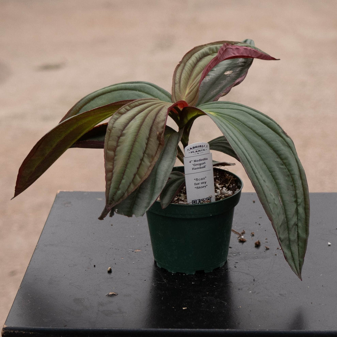 Gabriella Plants Other 4" Medinilla ‘Gregori Hambali’
