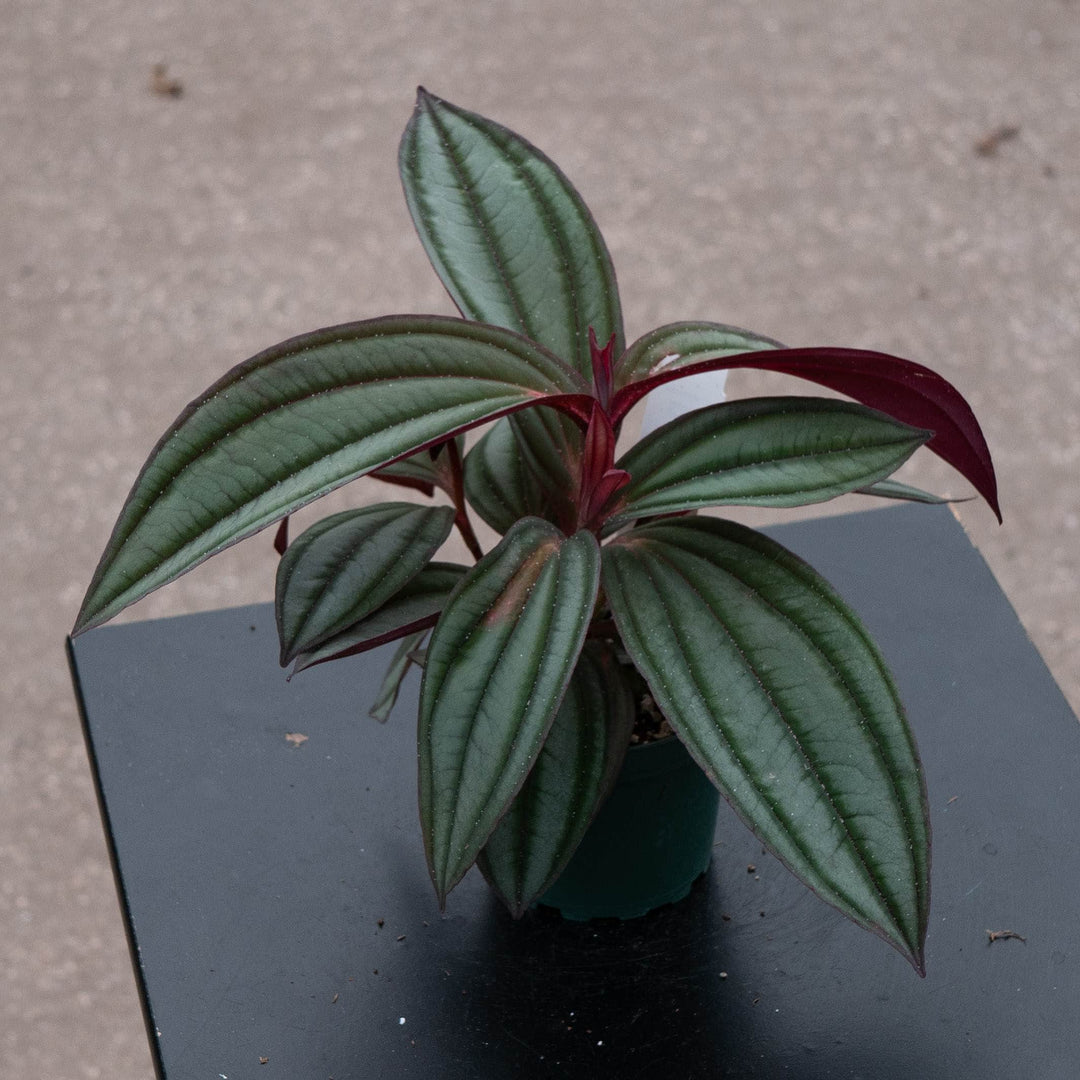 Gabriella Plants Other 4" Medinilla ‘Gregori Hambali’