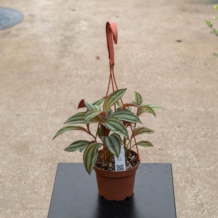 Gabriella Plants Other 5" Hanging Basket Medinilla ‘Gregori Hambali’