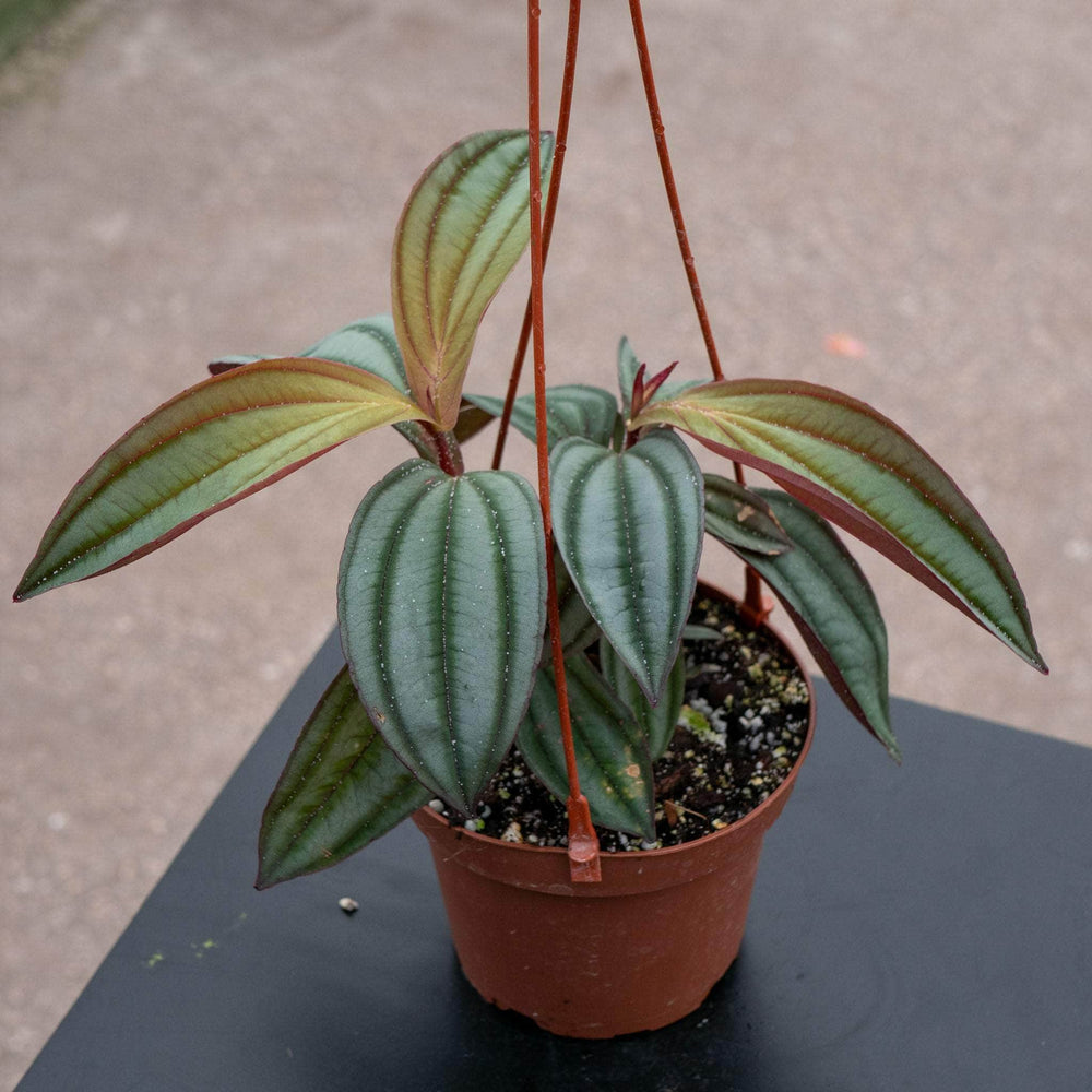 Gabriella Plants Other 5" Hanging Basket Medinilla ‘Gregori Hambali’