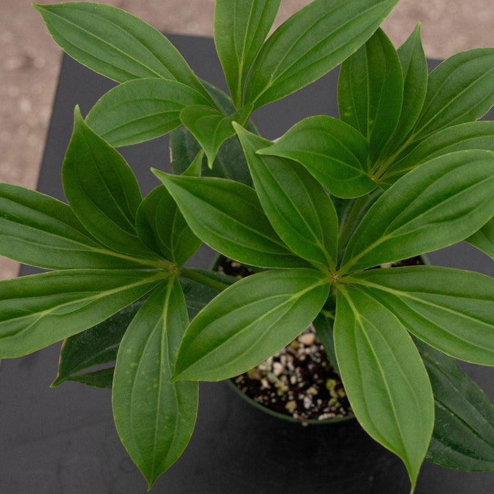 Gabriella Plants Other Medinilla myriantha