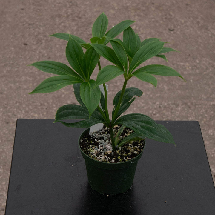 Gabriella Plants Other Medinilla myriantha