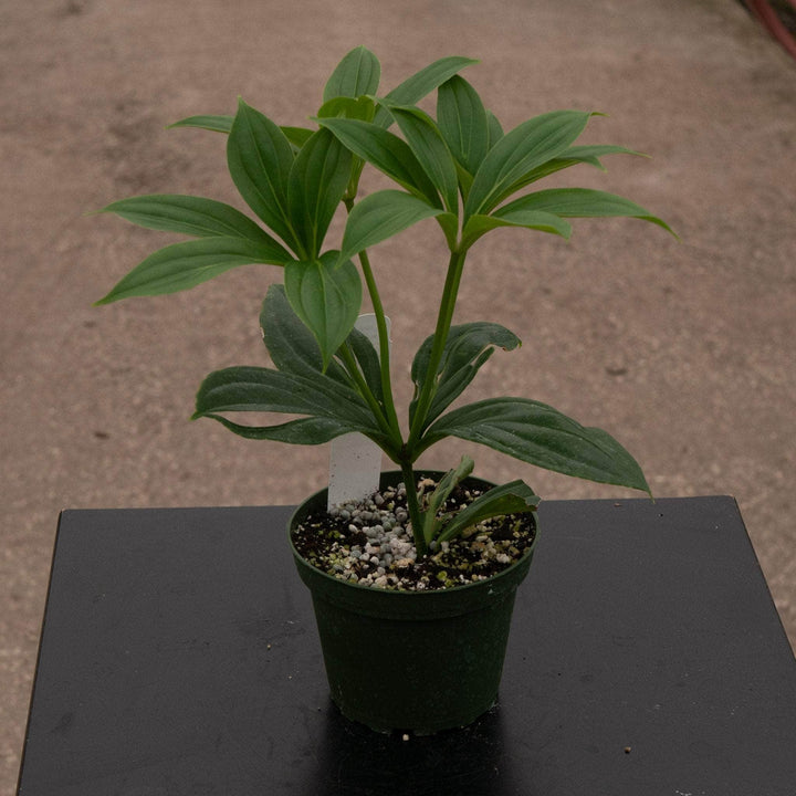 Gabriella Plants Other Medinilla myriantha