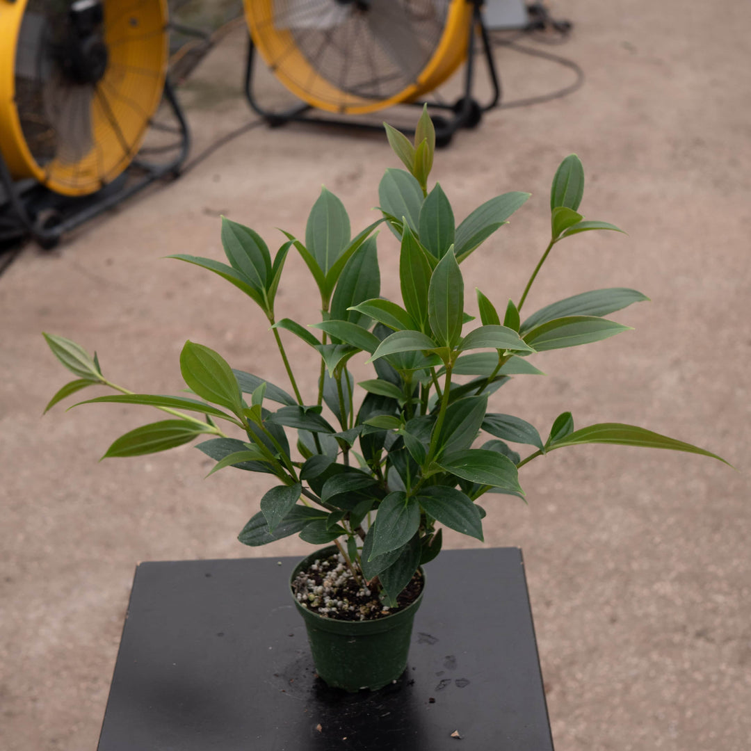 Gabriella Plants Other Medinilla myriantha