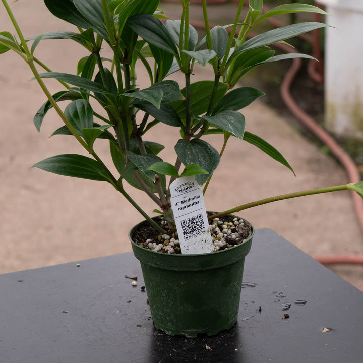 Gabriella Plants Other Medinilla myriantha