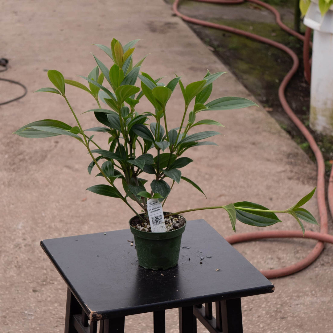 Gabriella Plants Other Medinilla myriantha