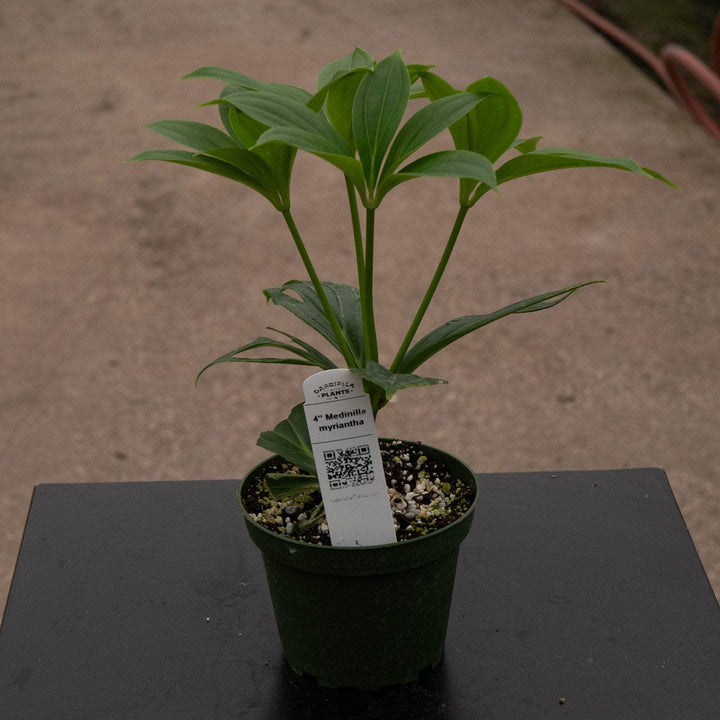 Gabriella Plants Other 4" Medinilla myriantha