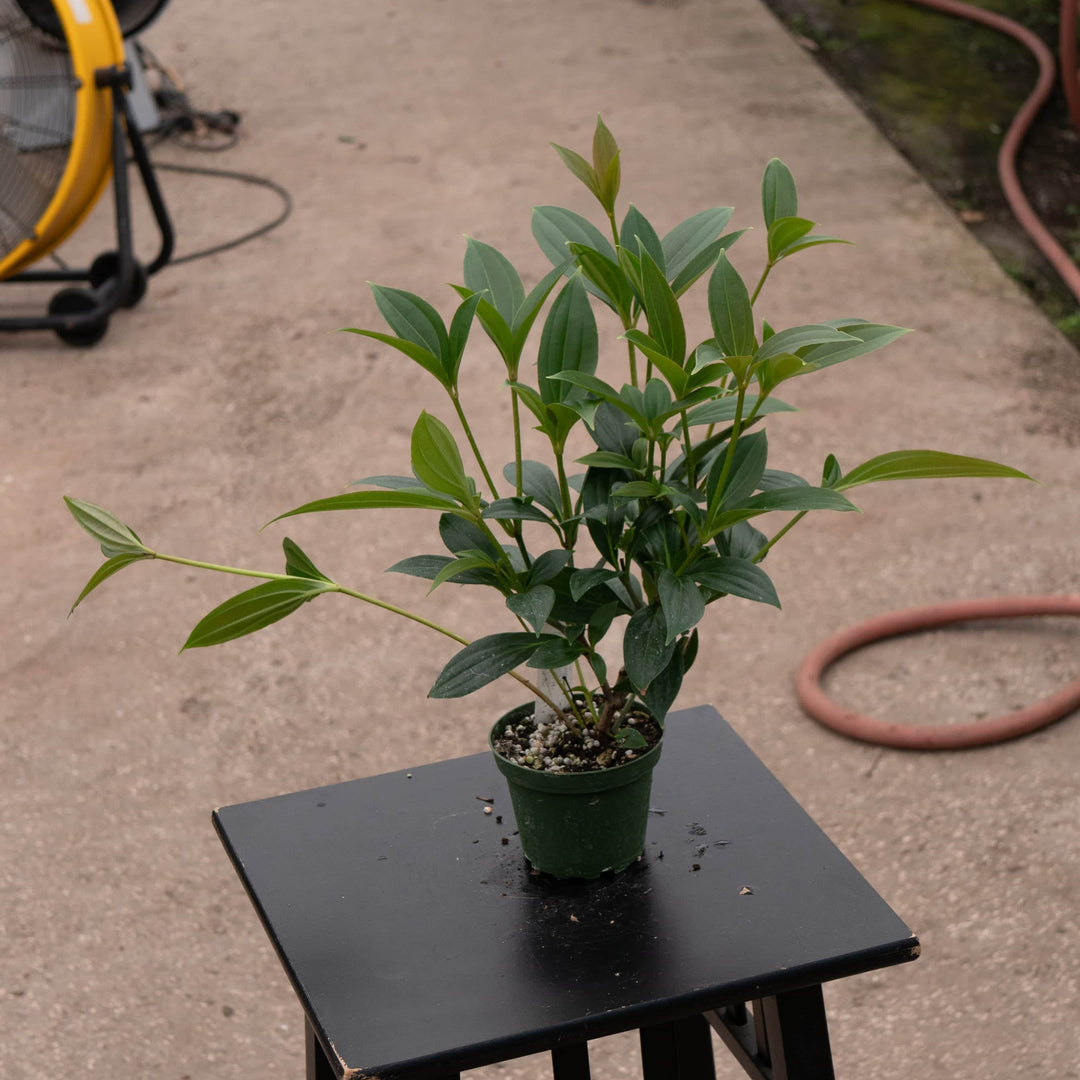 Gabriella Plants Other 4" Medinilla myriantha