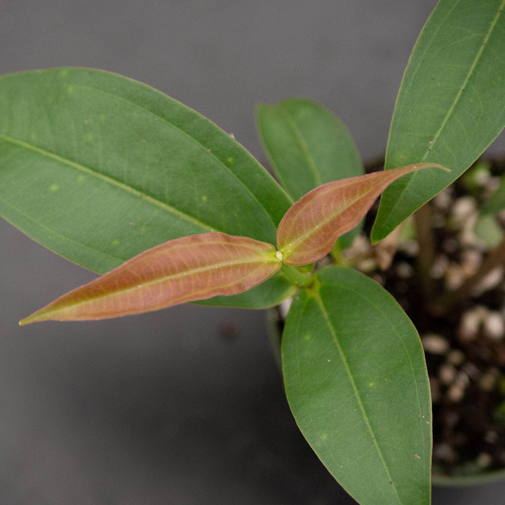 Gabriella Plants Indoor & Outdoor Plants 4" Medinilla scortechinii