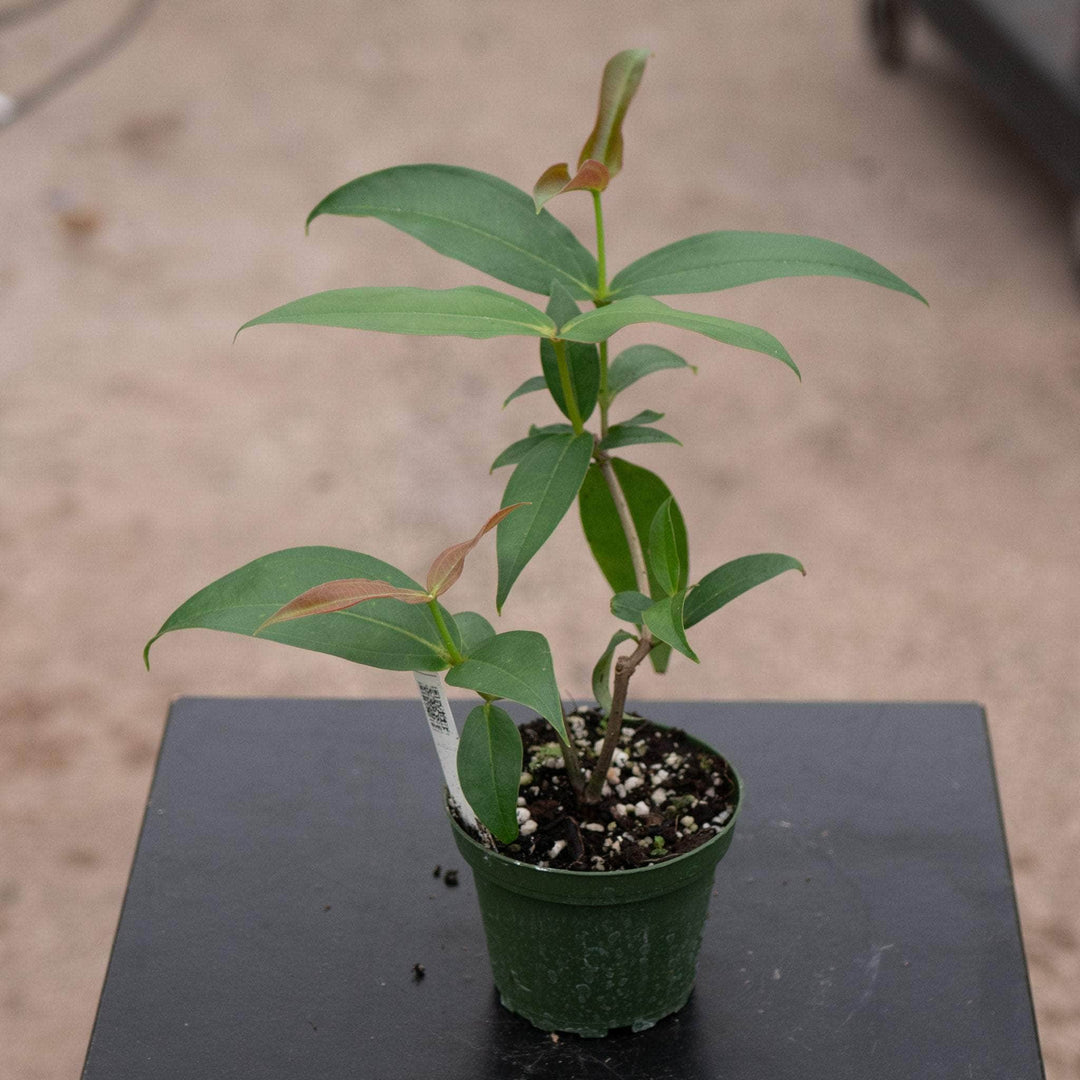 Gabriella Plants Indoor & Outdoor Plants 4" Medinilla scortechinii