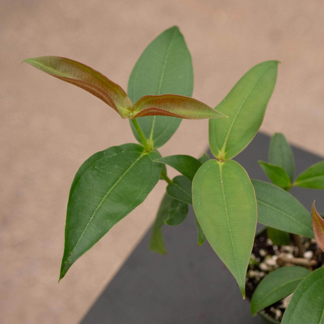 Gabriella Plants Indoor & Outdoor Plants 4" Medinilla scortechinii
