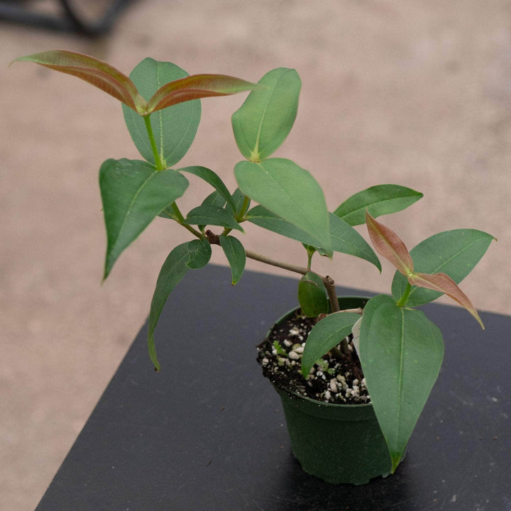 Gabriella Plants Indoor & Outdoor Plants 4" Medinilla scortechinii