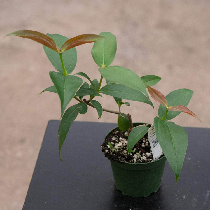 Gabriella Plants Indoor & Outdoor Plants 4" Medinilla scortechinii