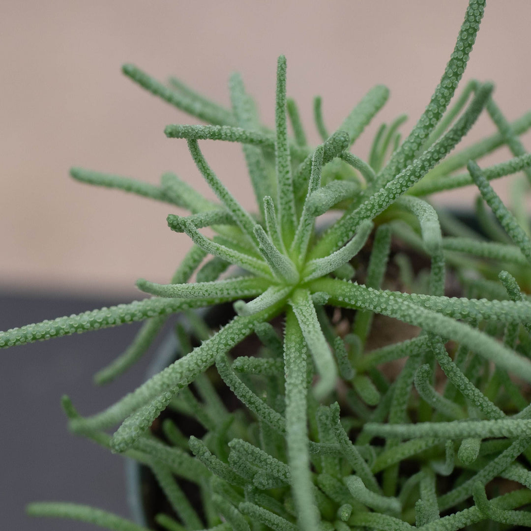 Gabriella Plants Succulent 4" Mesembryanthemum resurgens