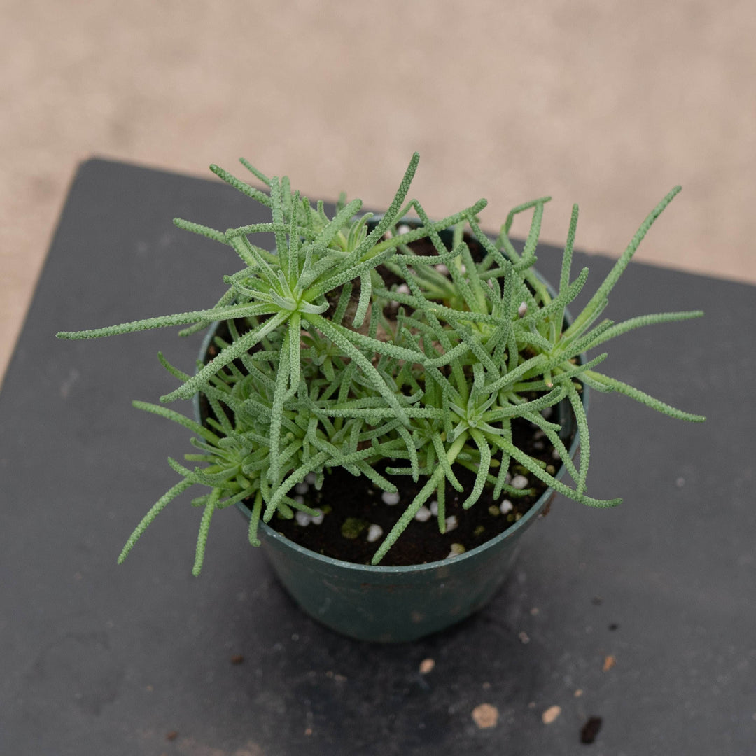 Gabriella Plants Succulent 4" Mesembryanthemum resurgens