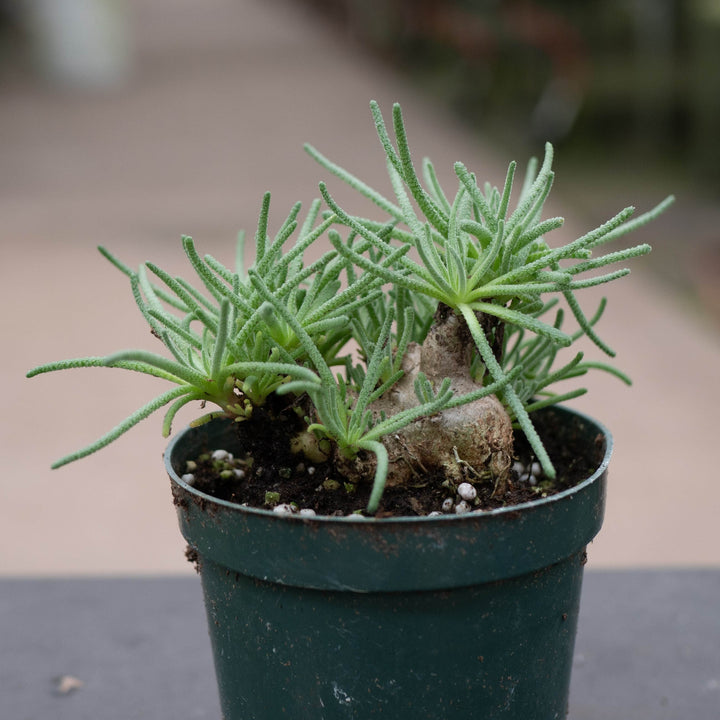 Gabriella Plants Succulent 4" Mesembryanthemum resurgens