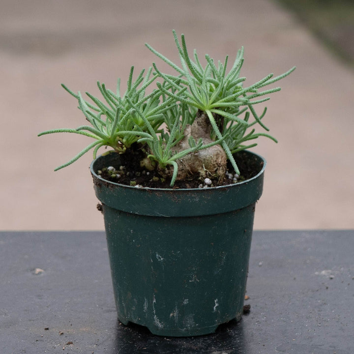 Gabriella Plants Succulent 4" Mesembryanthemum resurgens