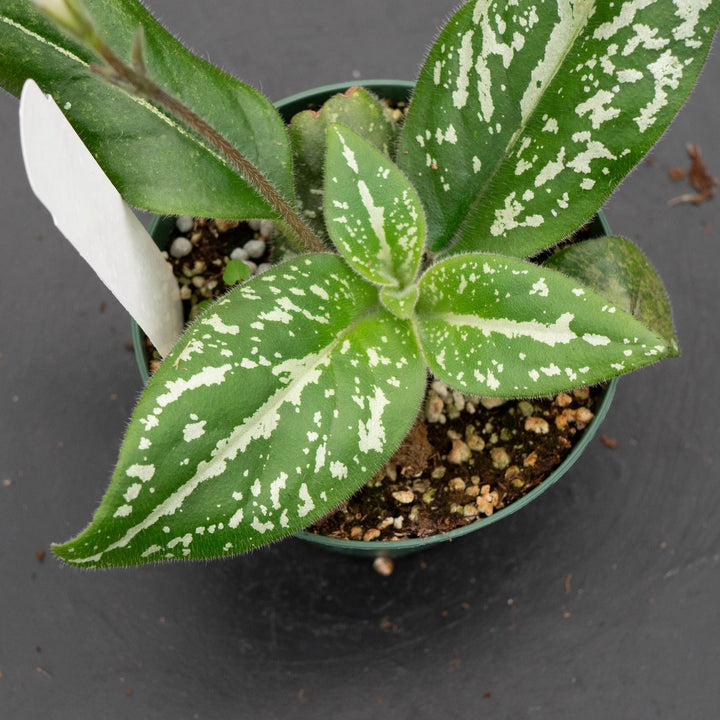 Gabriella Plants Other 4" Michaelmoelleria vietnamensis