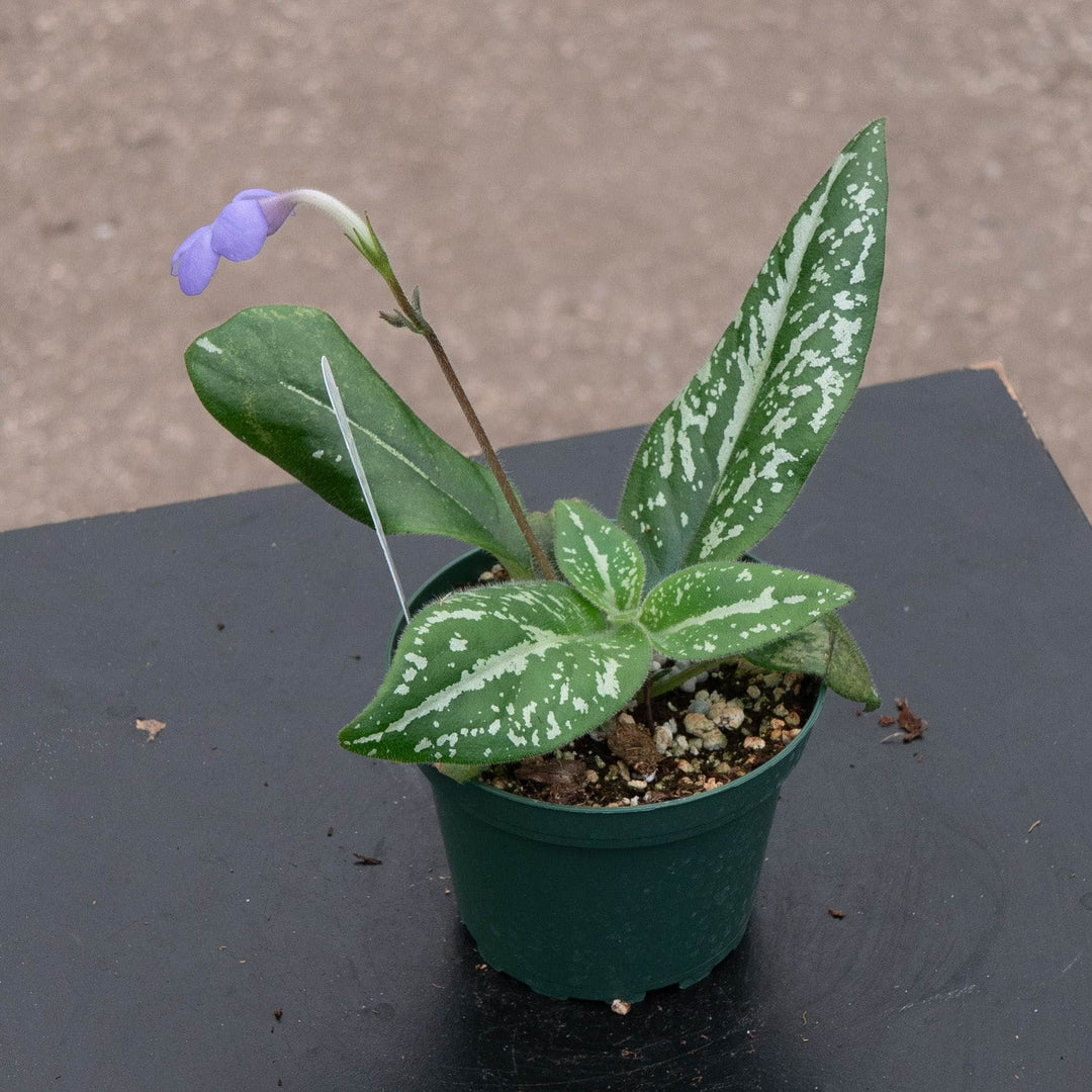 Gabriella Plants Other 4" Michaelmoelleria vietnamensis