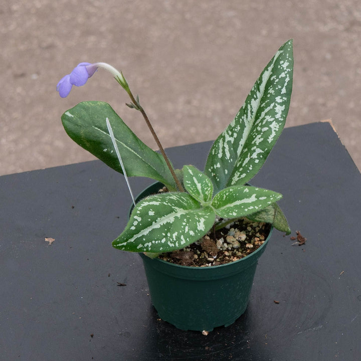 Gabriella Plants Other 4" Michaelmoelleria vietnamensis