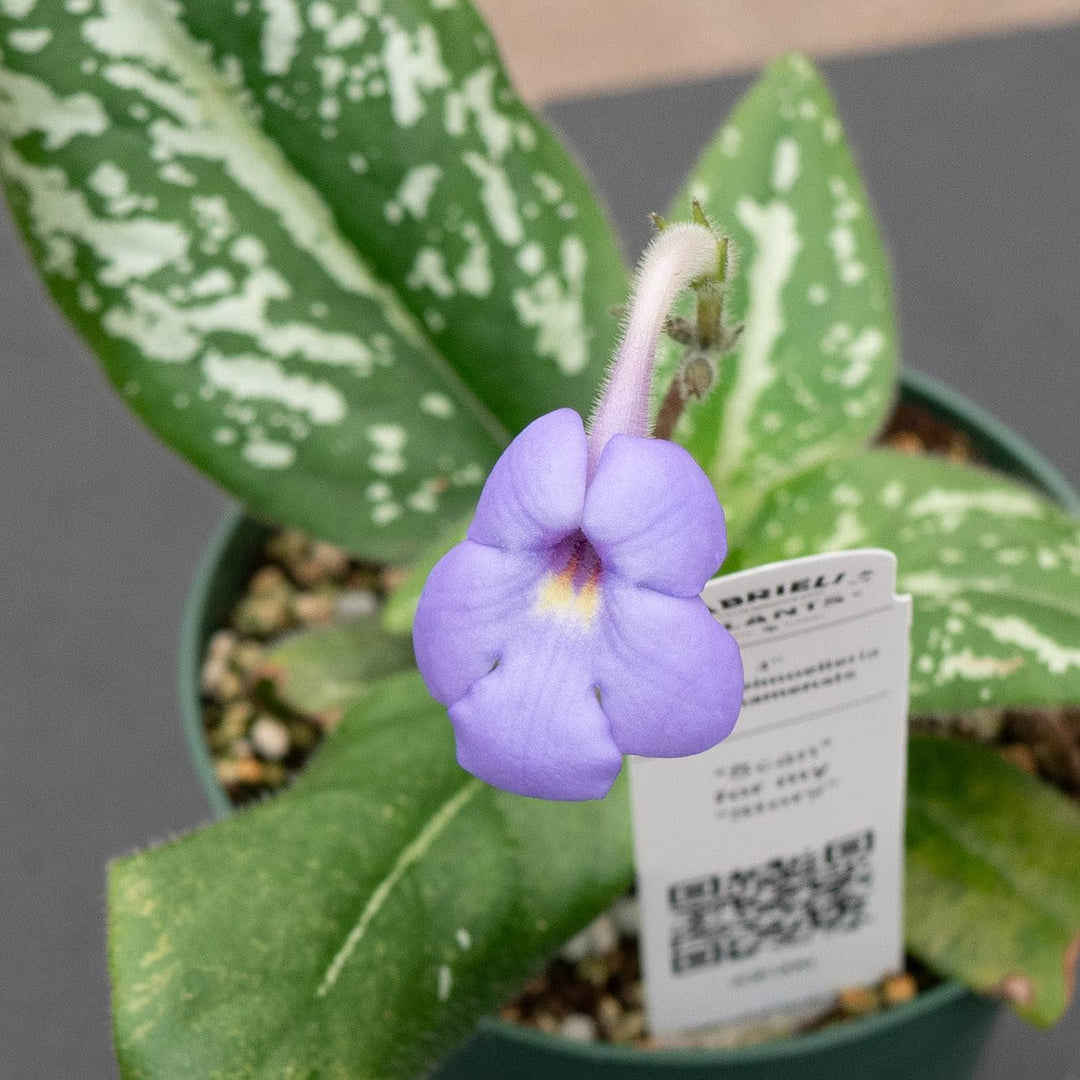 Gabriella Plants Other 4" Michaelmoelleria vietnamensis