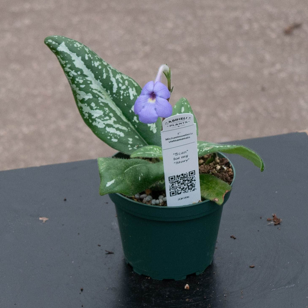 Gabriella Plants Other 4" Michaelmoelleria vietnamensis