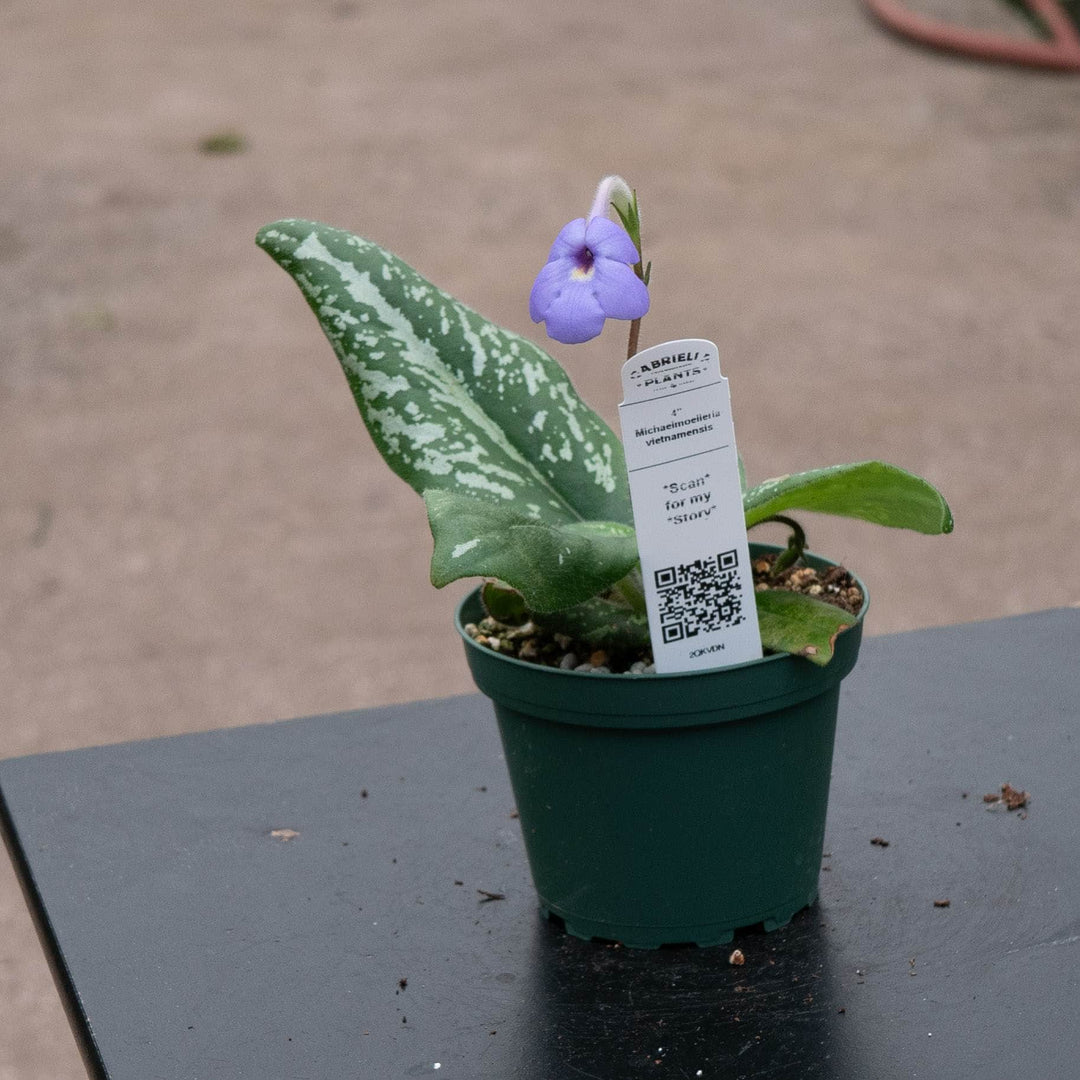 Gabriella Plants Other 4" Michaelmoelleria vietnamensis