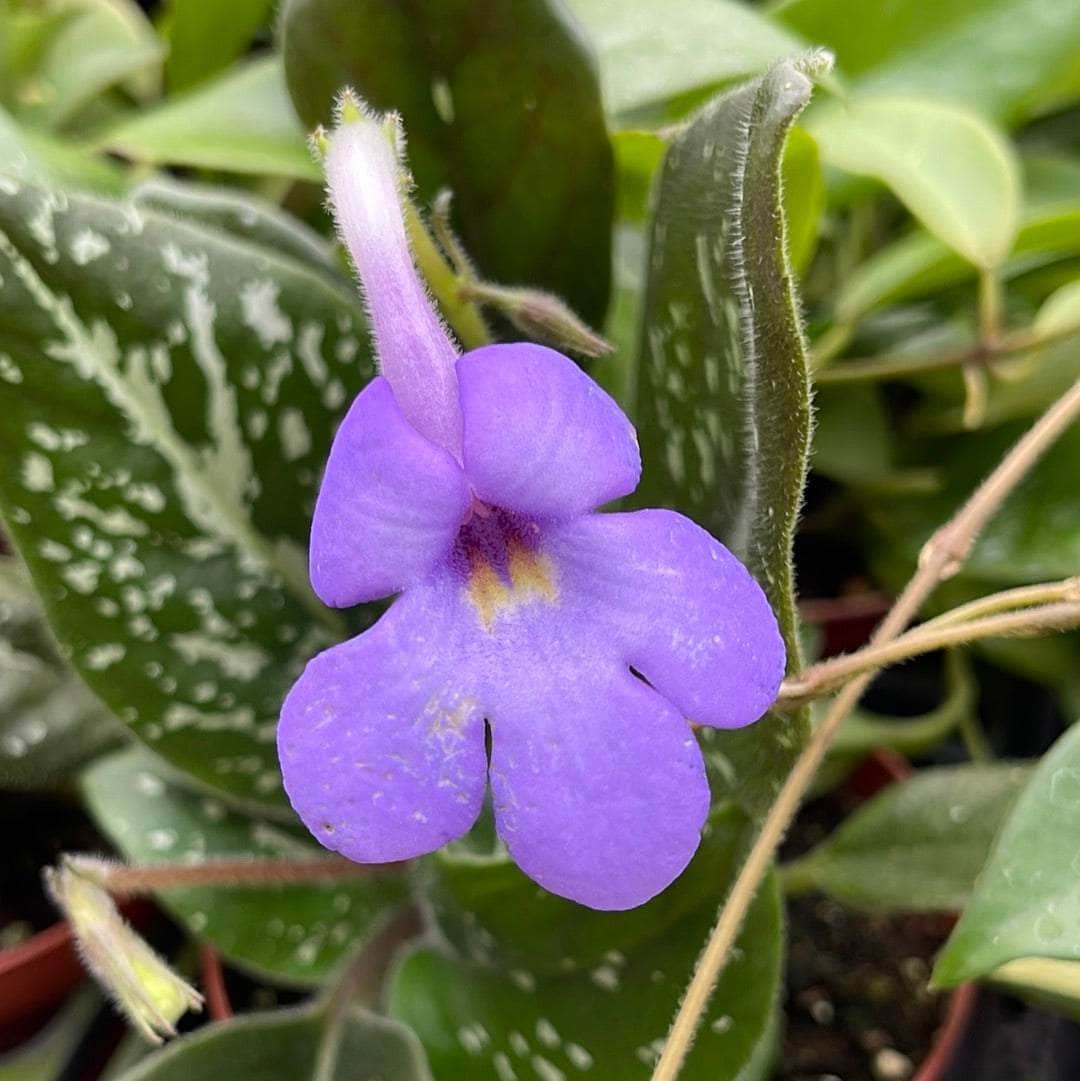 Michaelmoelleria vietnamensis - Gabriella Plants