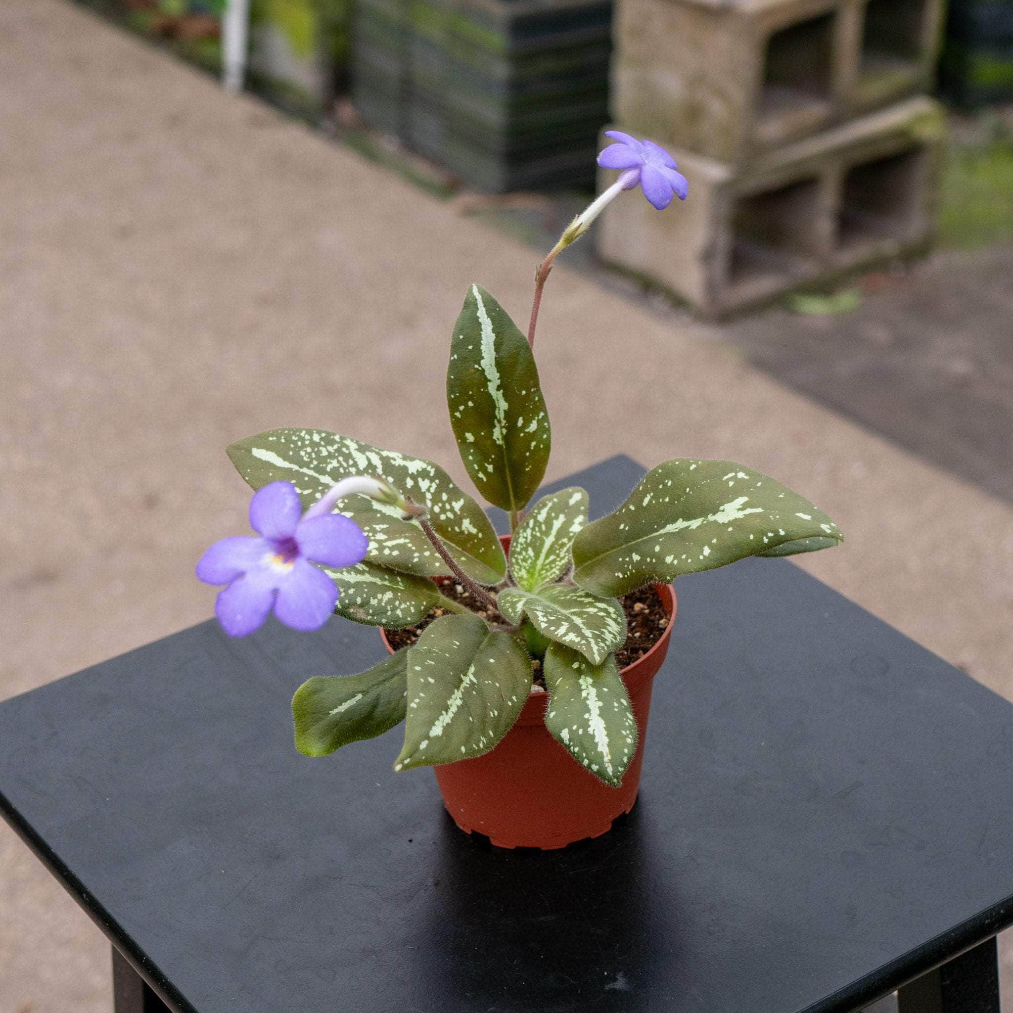 Michaelmoelleria vietnamensis - Gabriella Plants