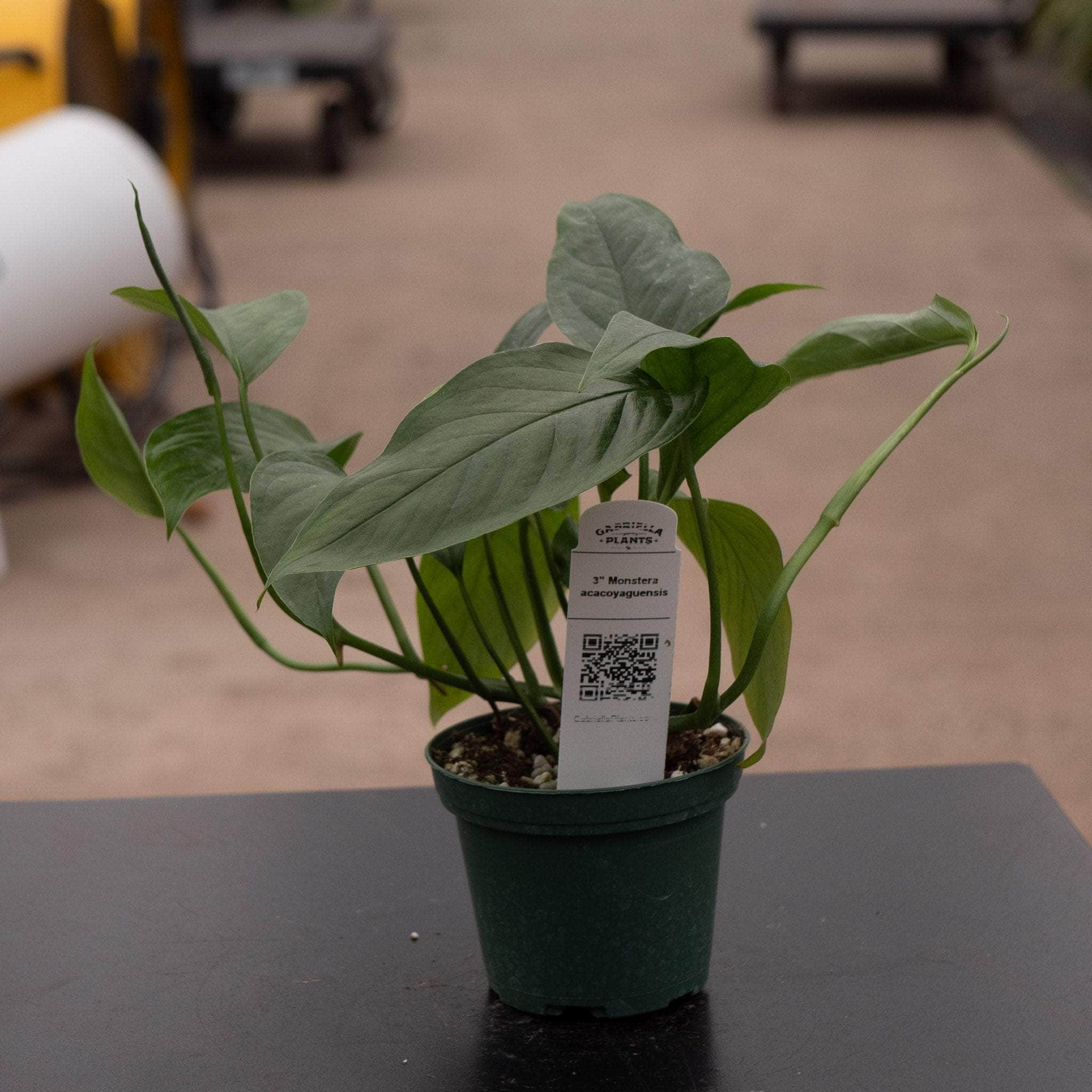 Monstera acacoyaguensis - Gabriella Plants