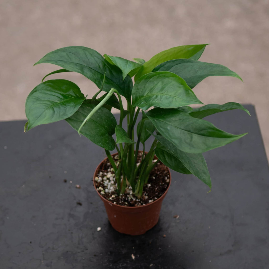 Gabriella Plants Monstera 3" Monstera acacoyaguensis