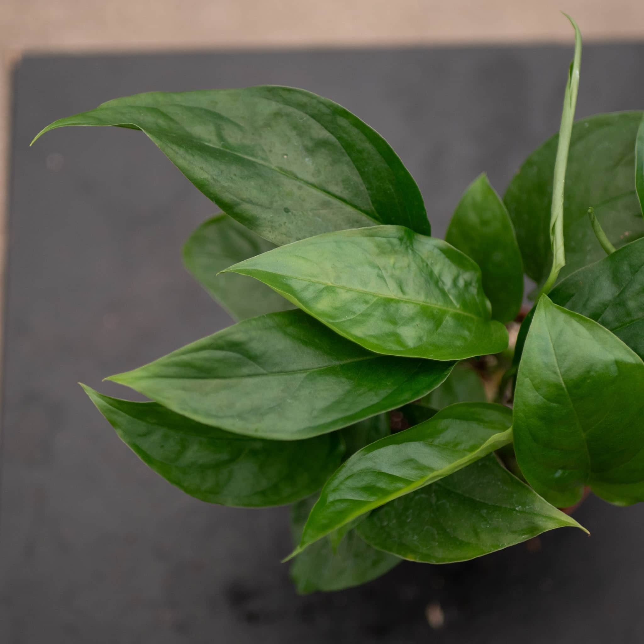 Monstera acacoyaguensis - Gabriella Plants