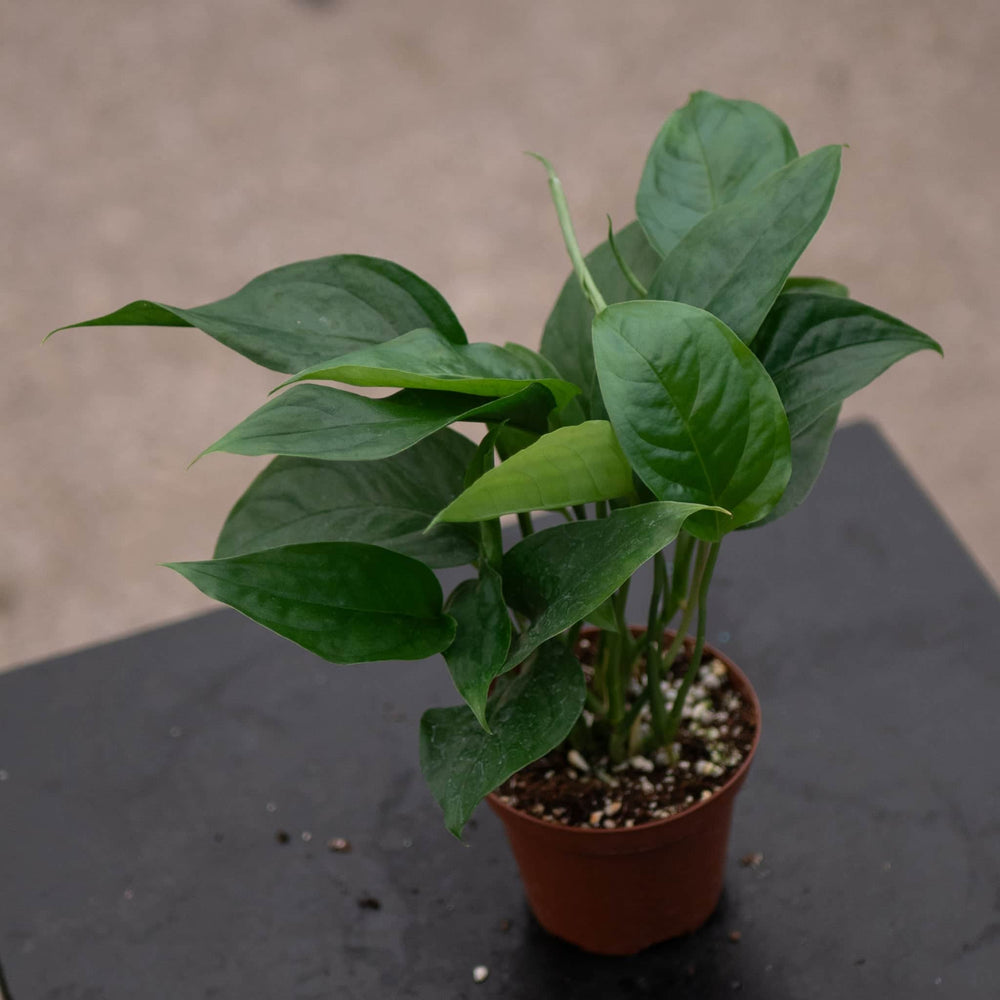 Gabriella Plants Monstera 3" Monstera acacoyaguensis