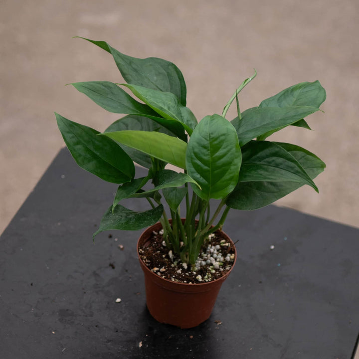 Gabriella Plants Monstera 3" Monstera acacoyaguensis