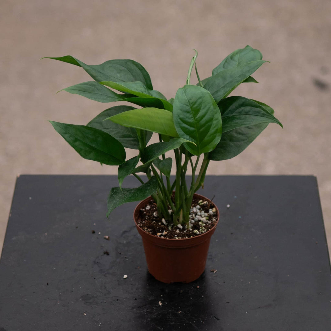 Gabriella Plants Monstera 3" Monstera acacoyaguensis