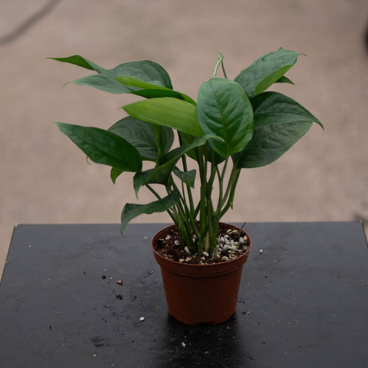 Gabriella Plants Monstera 3" Monstera acacoyaguensis