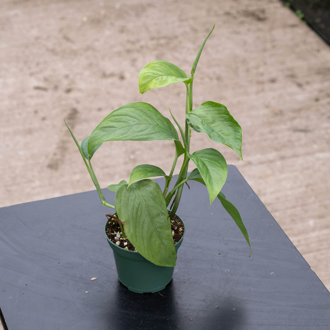 Gabriella Plants Monstera 3" Monstera acacoyaguensis