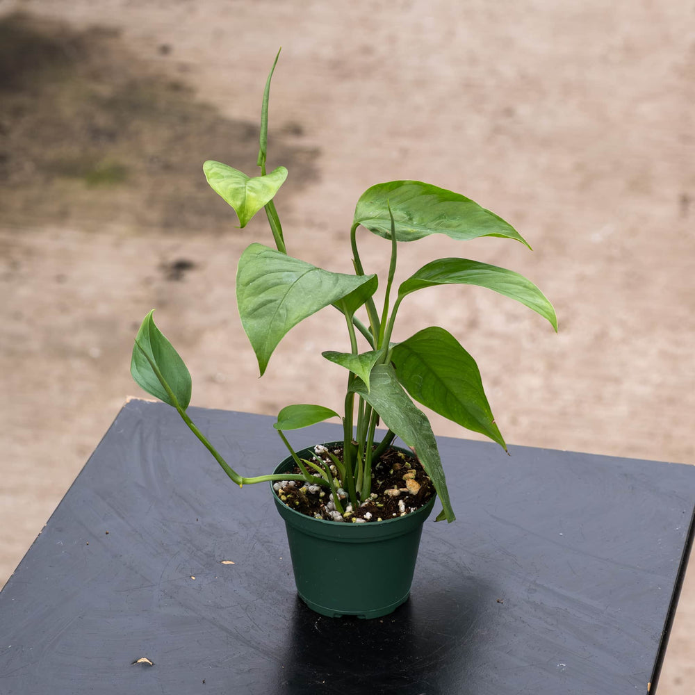 Gabriella Plants Monstera 3" Monstera acacoyaguensis