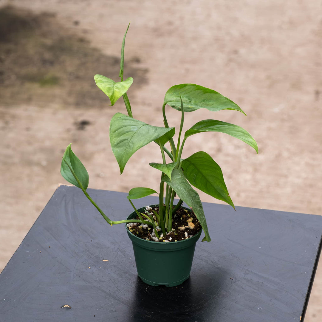 Gabriella Plants Monstera 3" Monstera acacoyaguensis