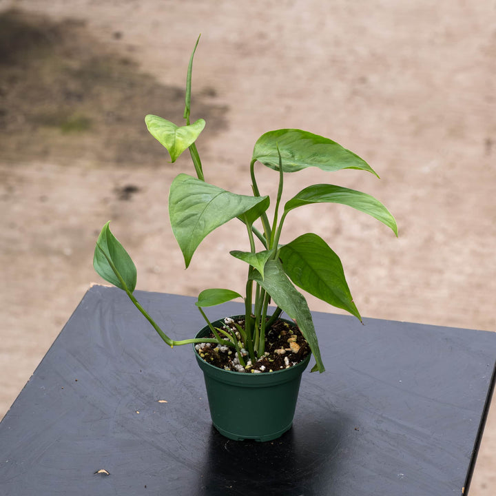 Gabriella Plants Monstera 3" Monstera acacoyaguensis