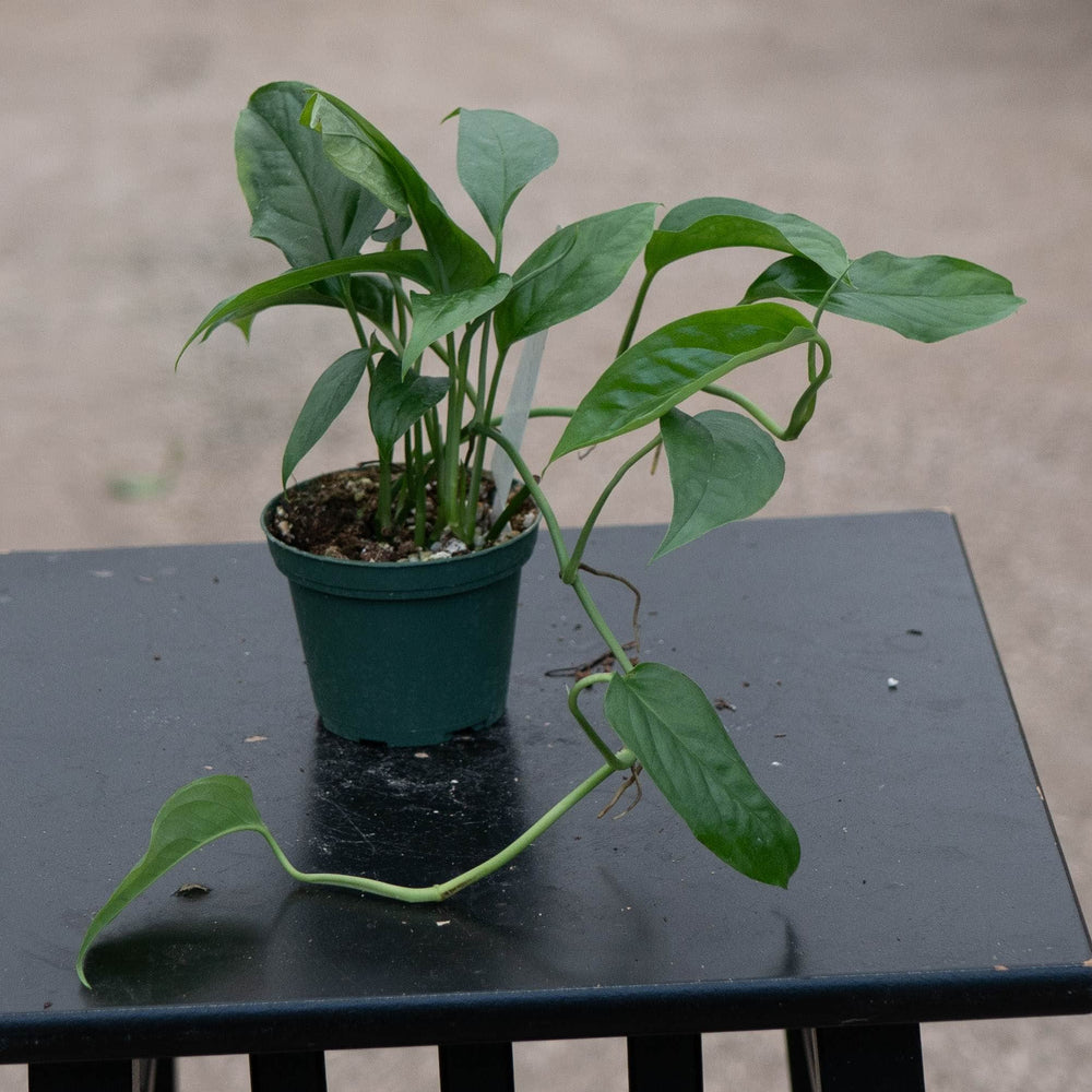 Gabriella Plants Monstera 3" Monstera acacoyaguensis