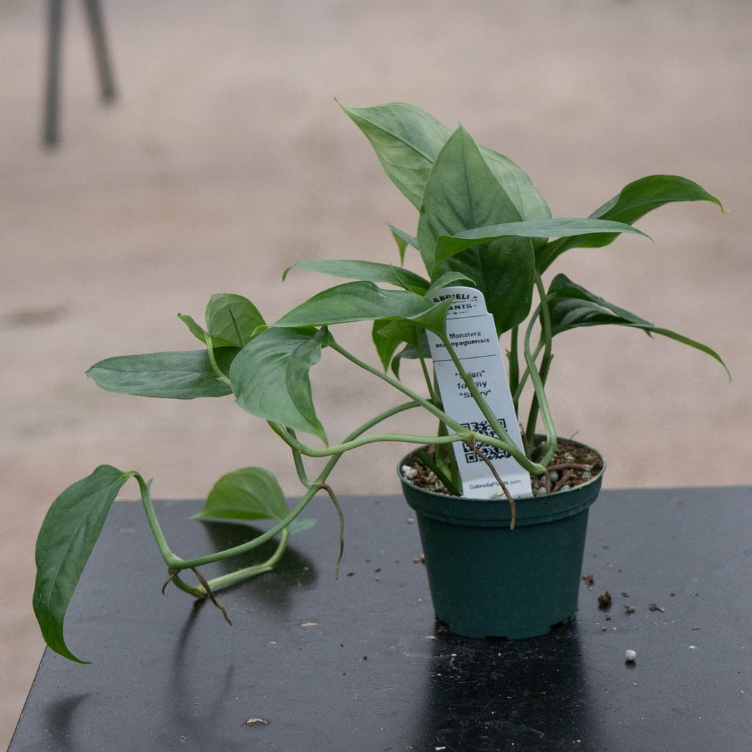 Gabriella Plants Monstera 3" Monstera acacoyaguensis