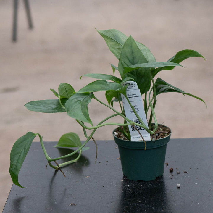 Gabriella Plants Monstera 3" Monstera acacoyaguensis