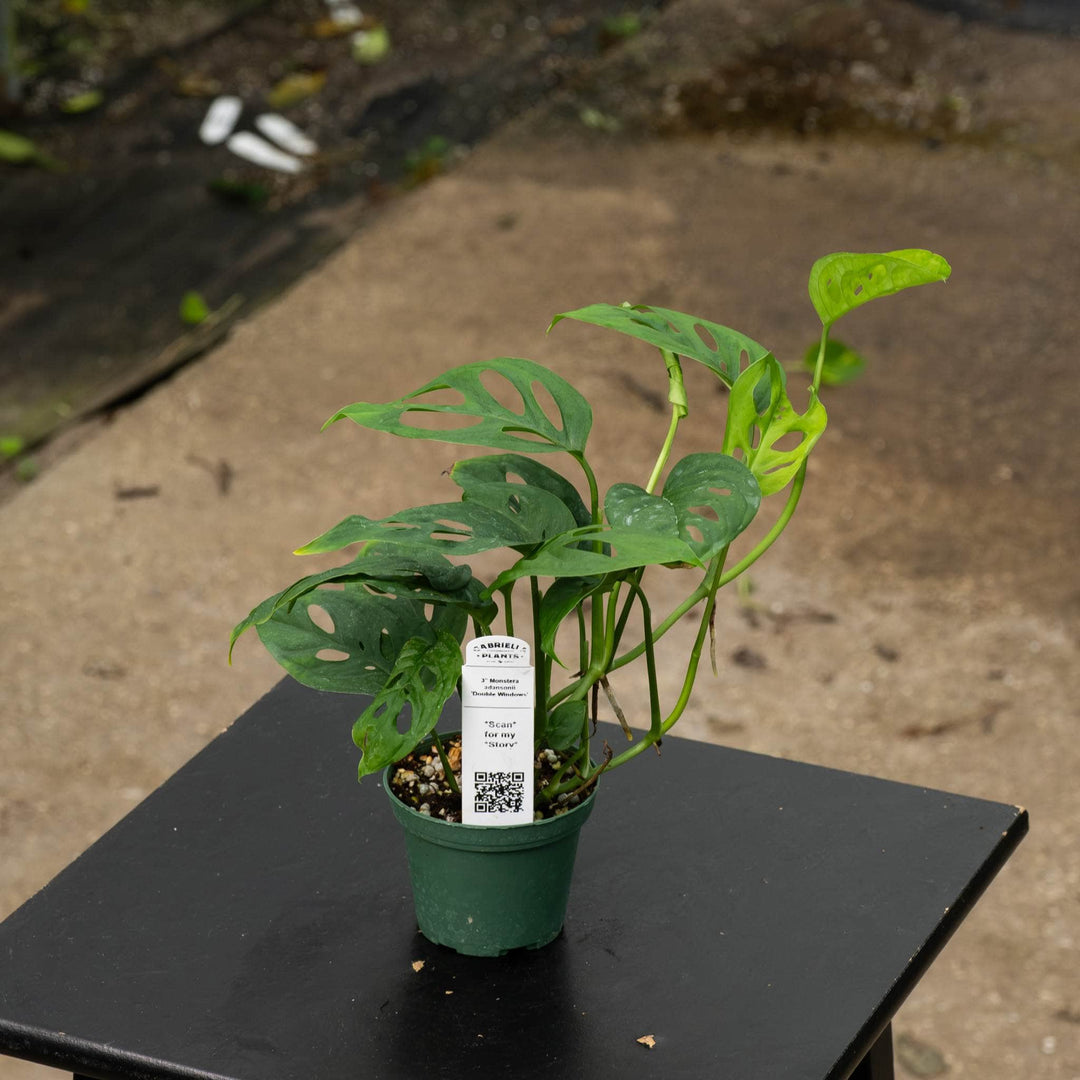 Gabriella Plants Monstera 3" Monstera adansonii &