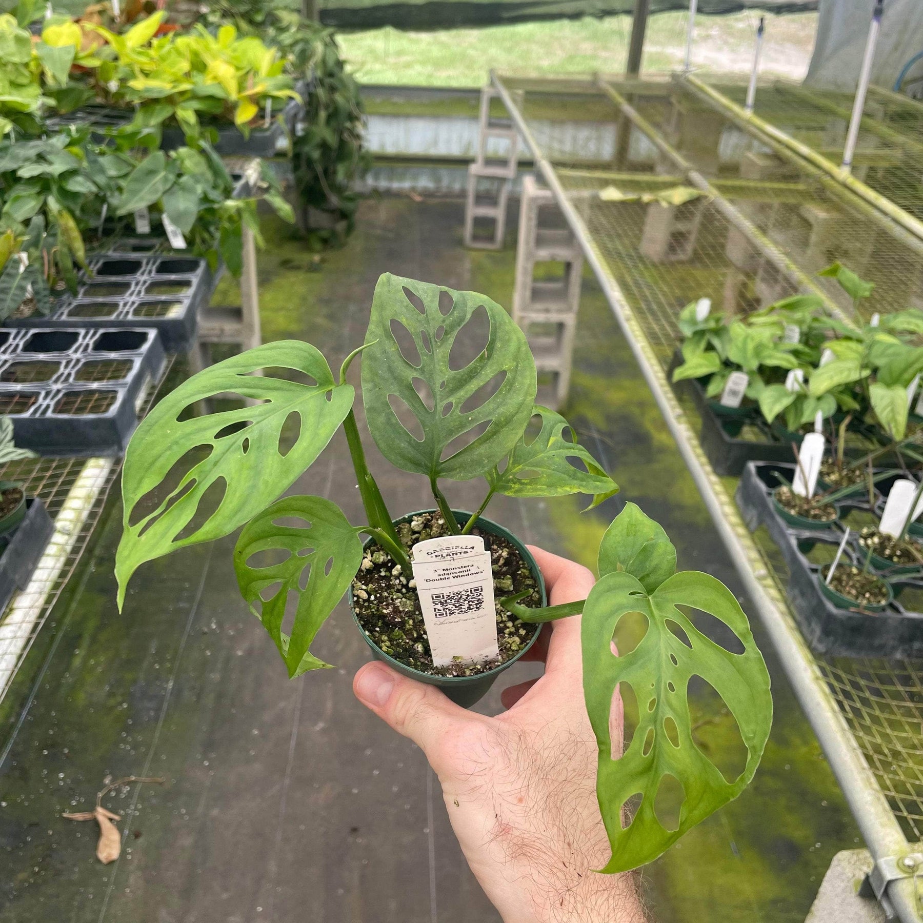 monstera deliciosa window Monstera adansonii 'Double Windows'