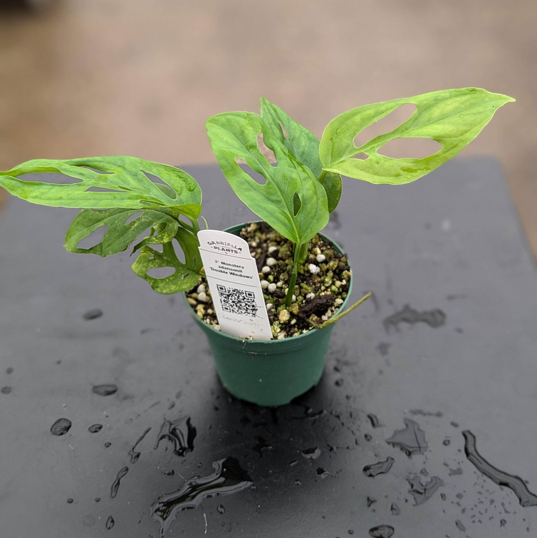monstera adansonii laniata for sale Monstera adansonii 'Double Windows'