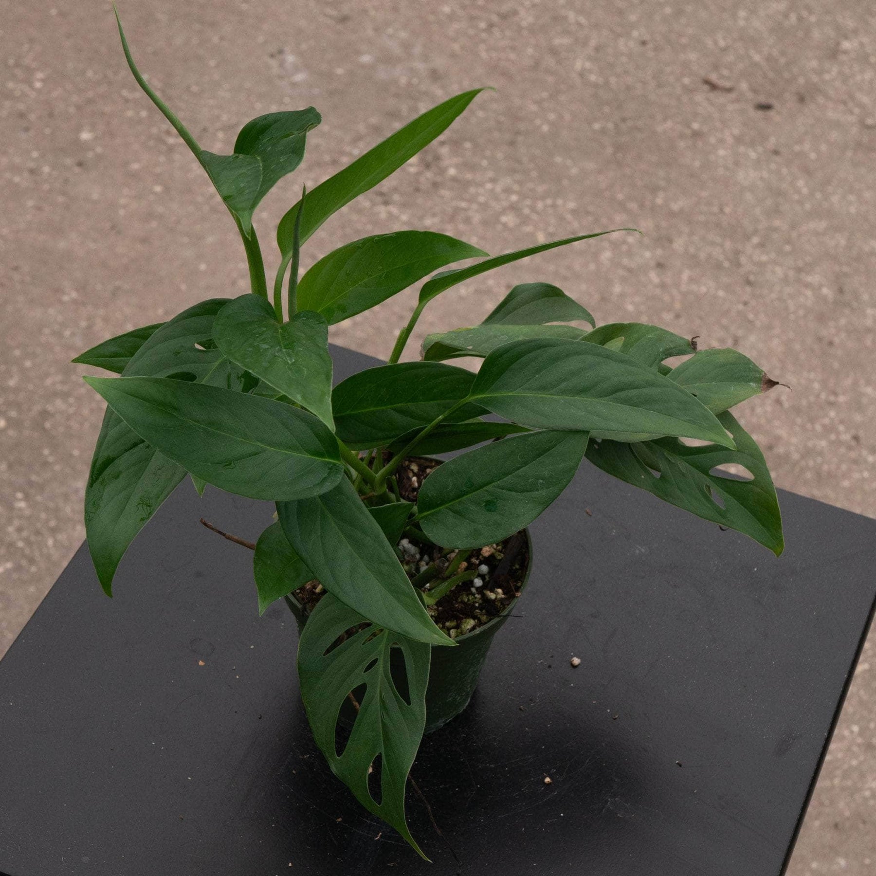 monstera adansonii narrow form Monstera adansonii Narrow Leaf