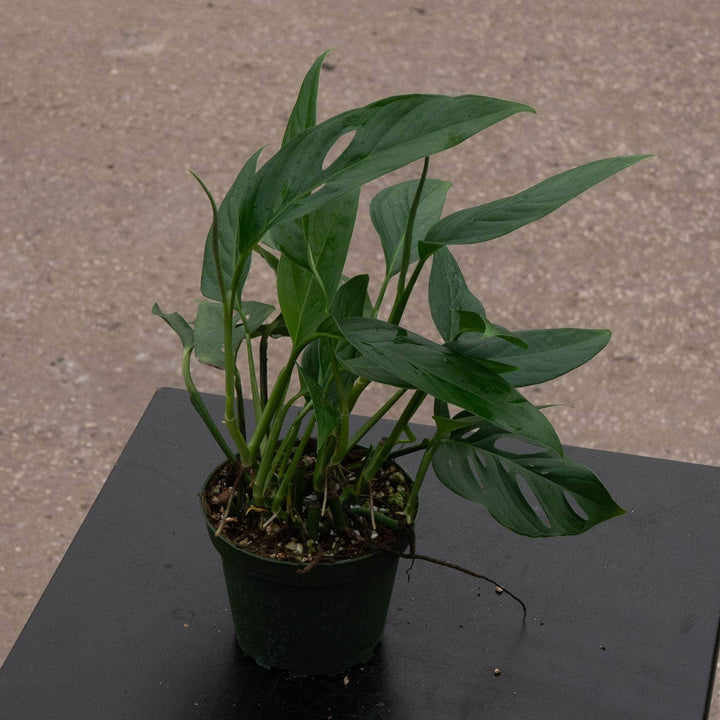 Gabriella Plants Monstera Monstera adansonii Narrow Leaf
