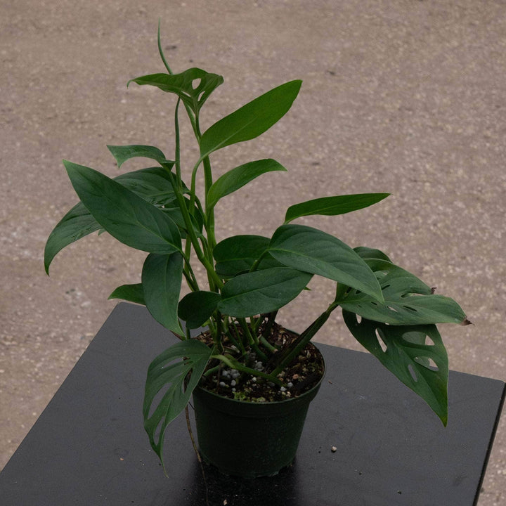 Gabriella Plants Monstera Monstera adansonii Narrow Leaf