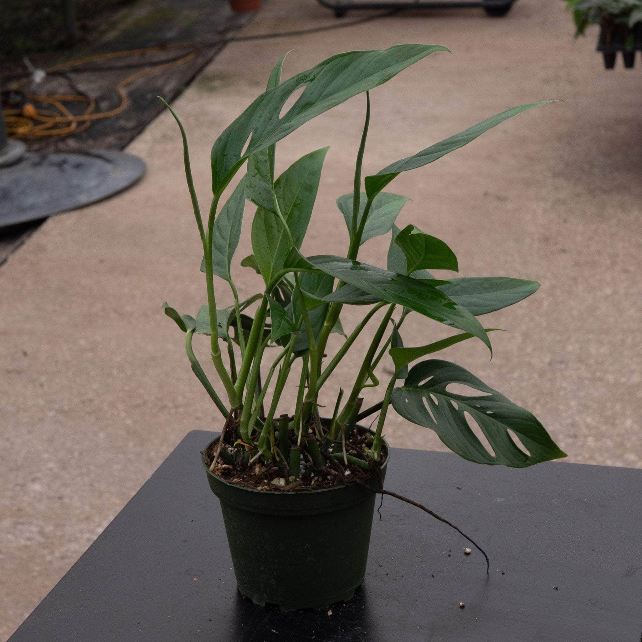 monstera adansonii narrow vs round Monstera adansonii Narrow Leaf